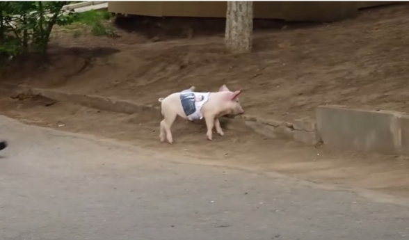 Վահագն Ալեքսանյանի լուսանկարով խոճկոր՝ Ազատության հրապարակում